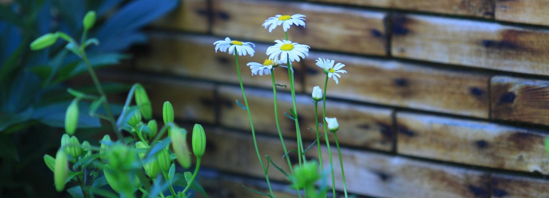 О возможных заморозках предупреждают новосибирцев синоптики
