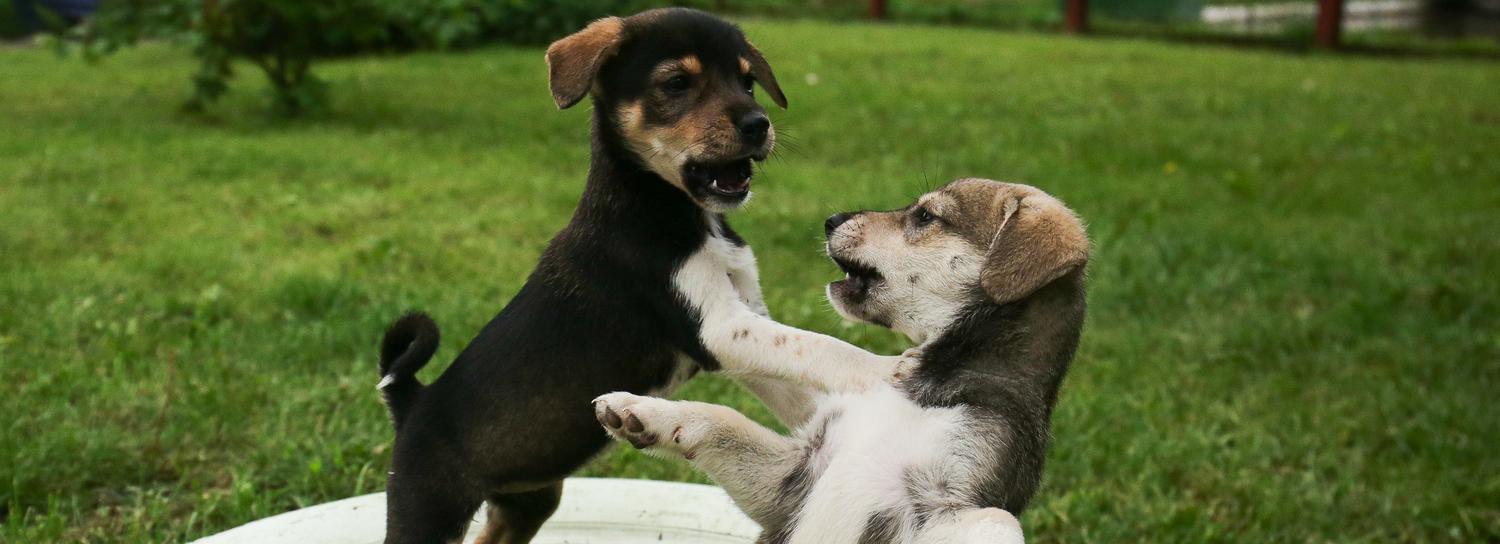 Три приюта для бездомных кошек и собак построят в Новосибирске