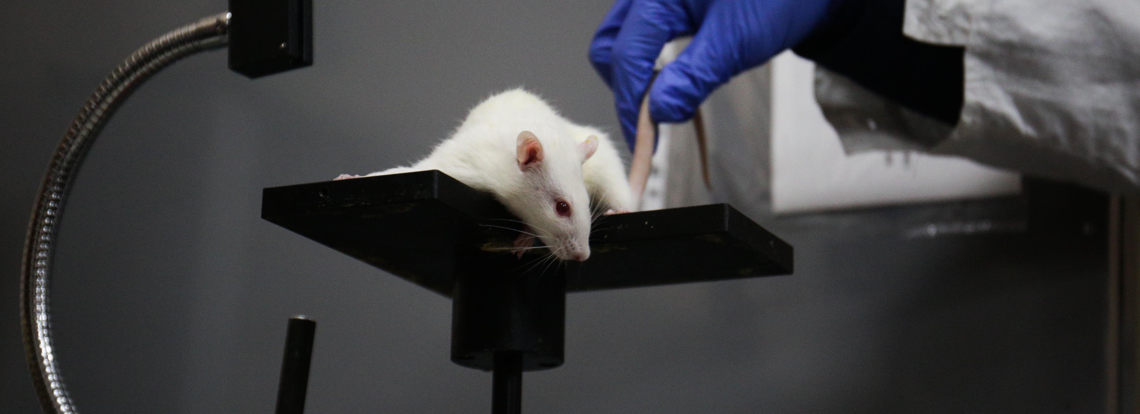 Вторсырьё для лабораторных мышей соберут у новосибирцев