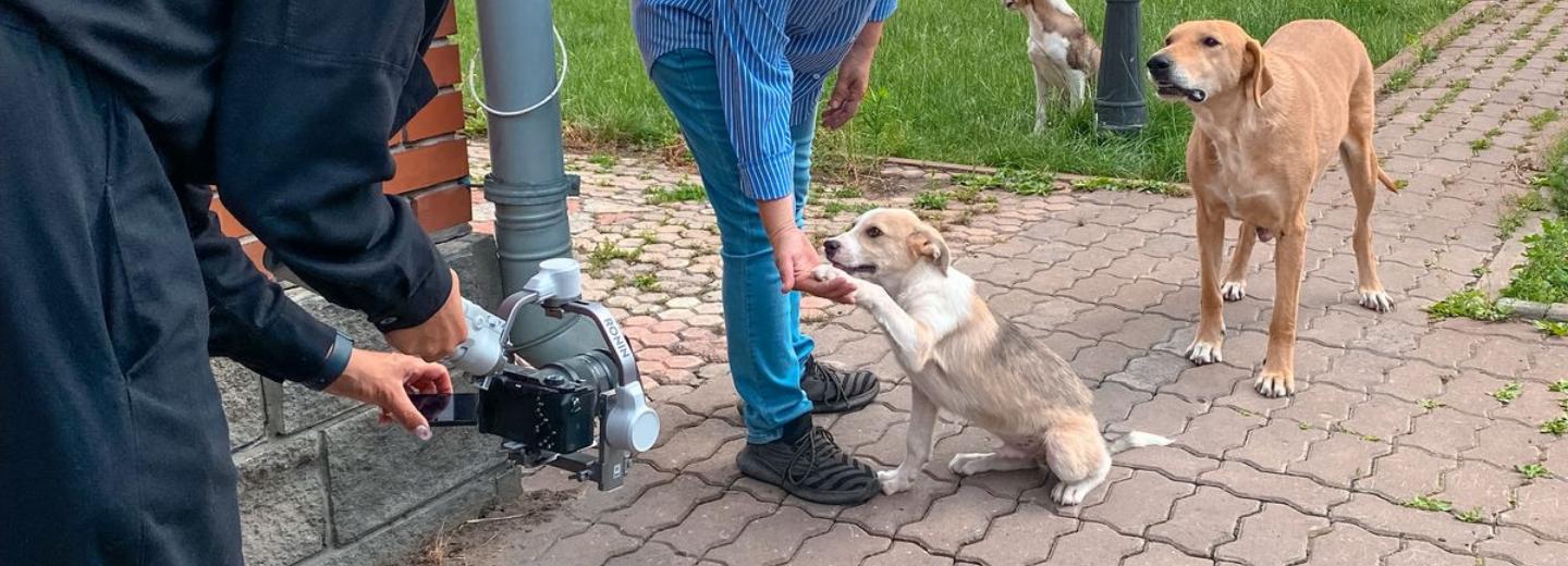«Добро/вольно»: фильм о зоозащите бездомных собак снимают в Новосибирске