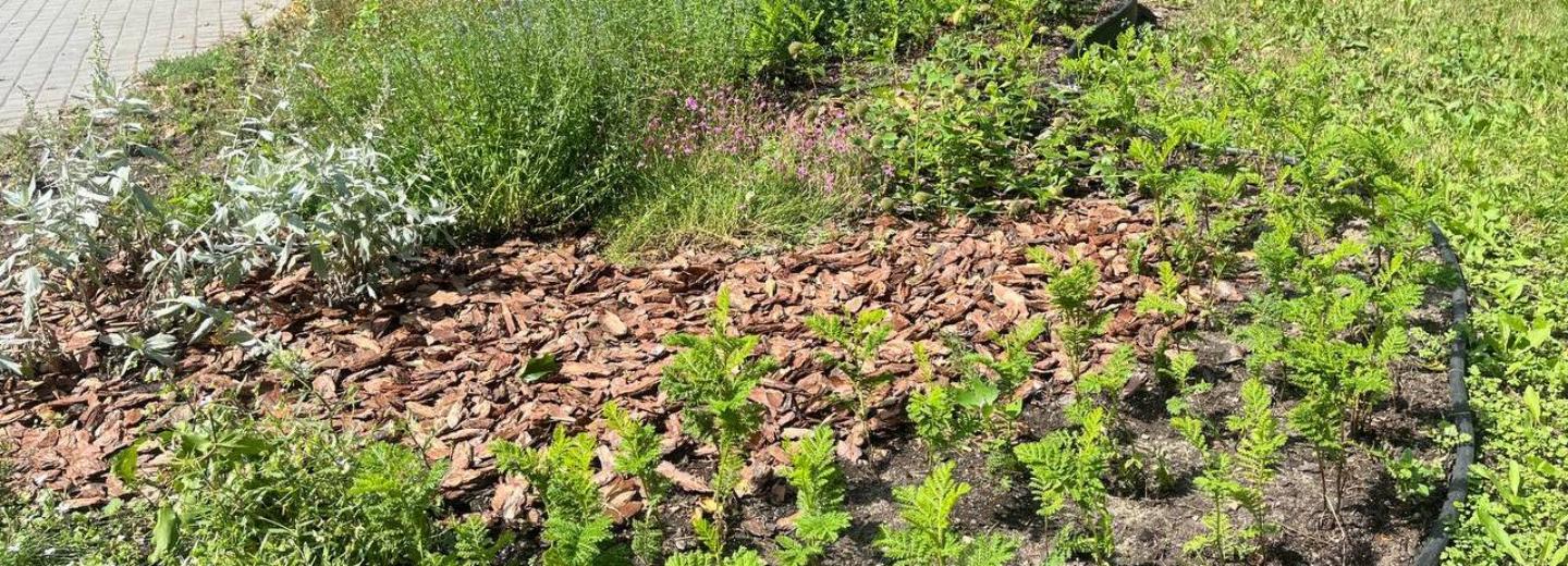 Лесную герань, душицу и имбирную мяту высадили на набережной Оби