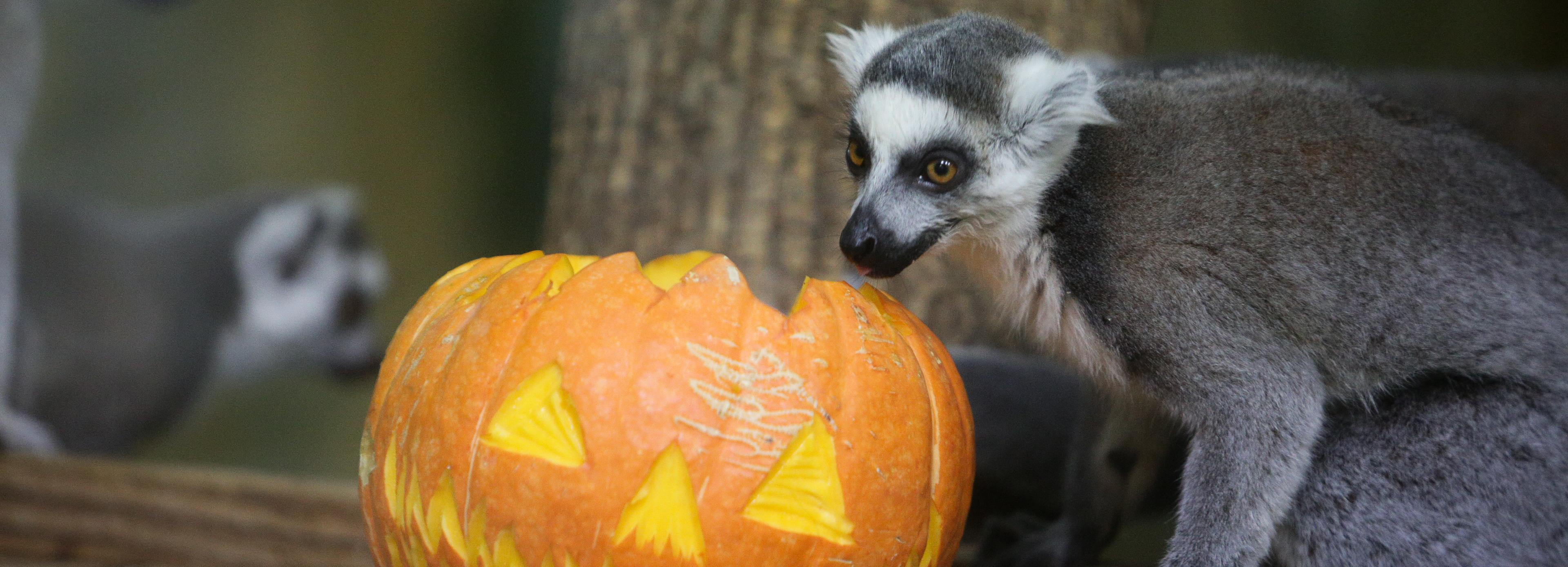 25 тонн полезных лакомств привезли в зоопарк новосибирские дачники