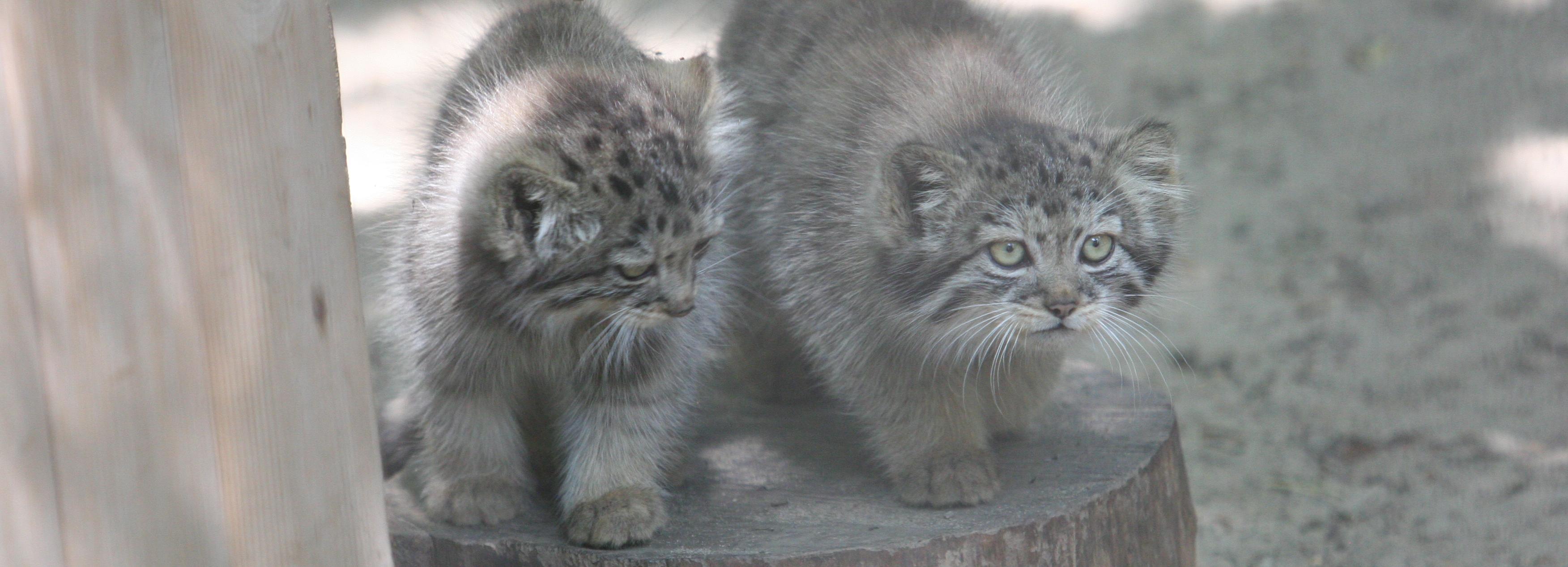 Пушистое семейство: как растут пятеро манулят в Новосибирском зоопарке