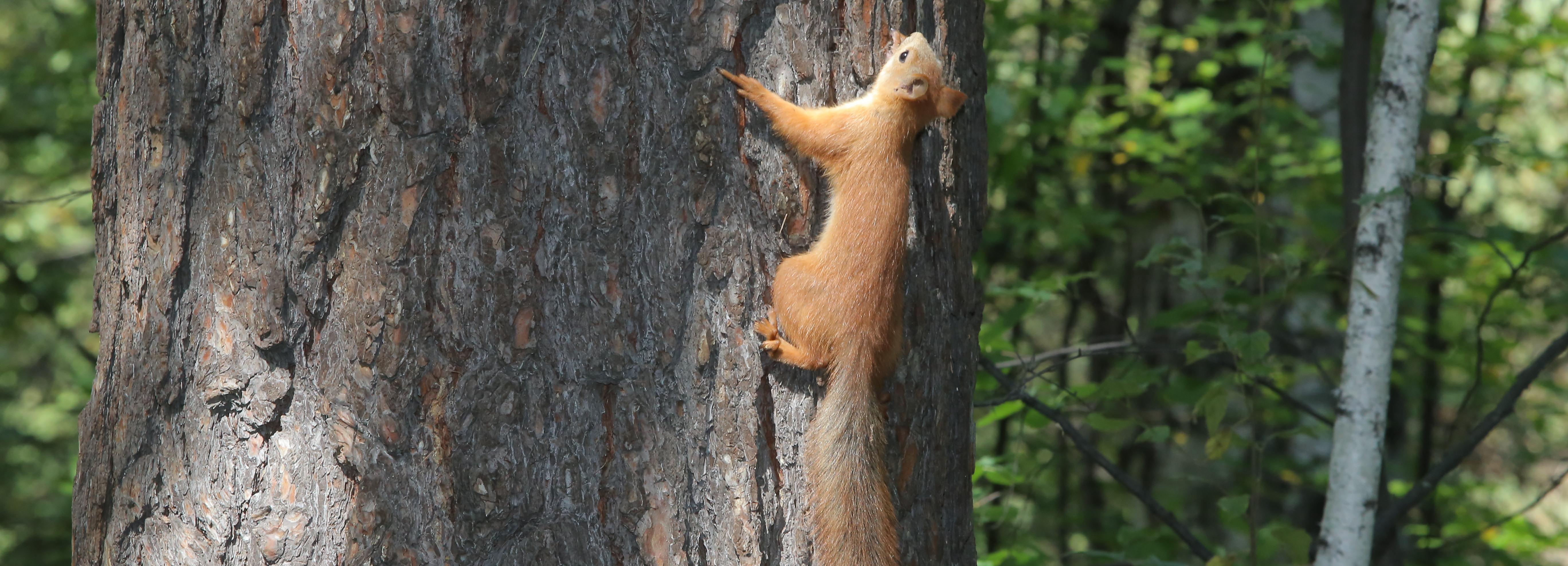 Живоловушка с белкой в Заельцовском бору возмутила соцсети