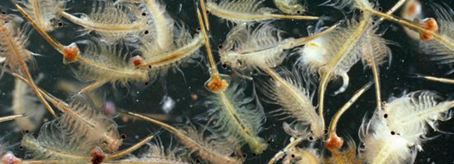 Не просто «козявка»: браконьеры попались на ловле яиц рачка артемии