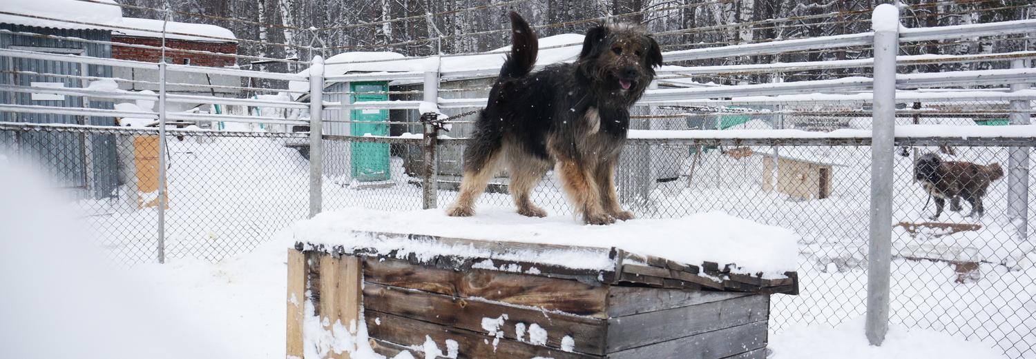 Усыплять нельзя: как работает служба отлова животных в Новосибирске