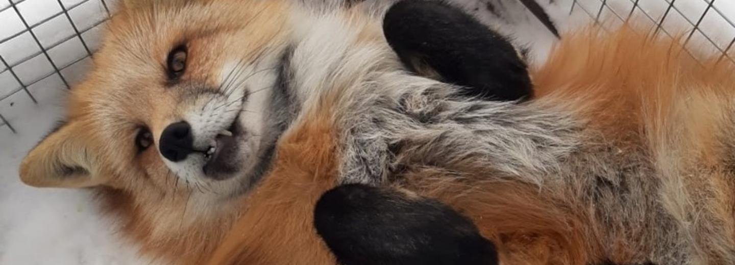 Ручной лис Яшка сбежал из дома рядом с Академгородком