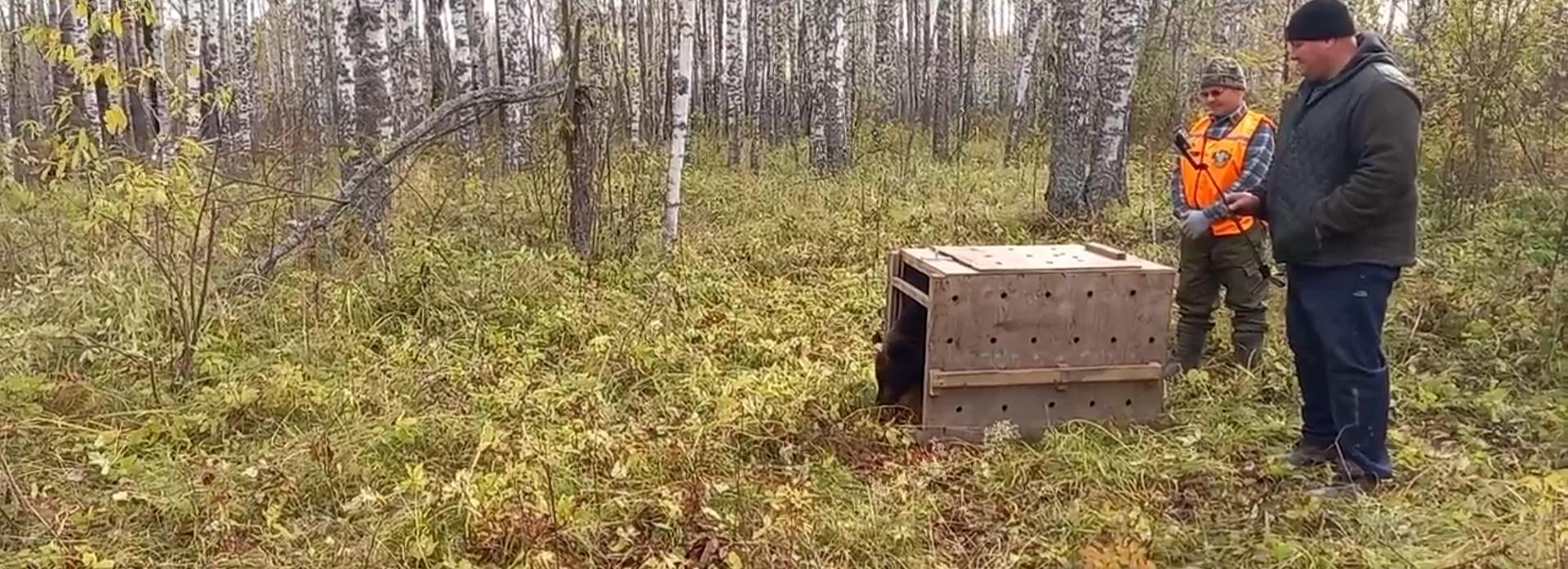 Медвежонка-сироту после реабилитации выпустили в дикую природу