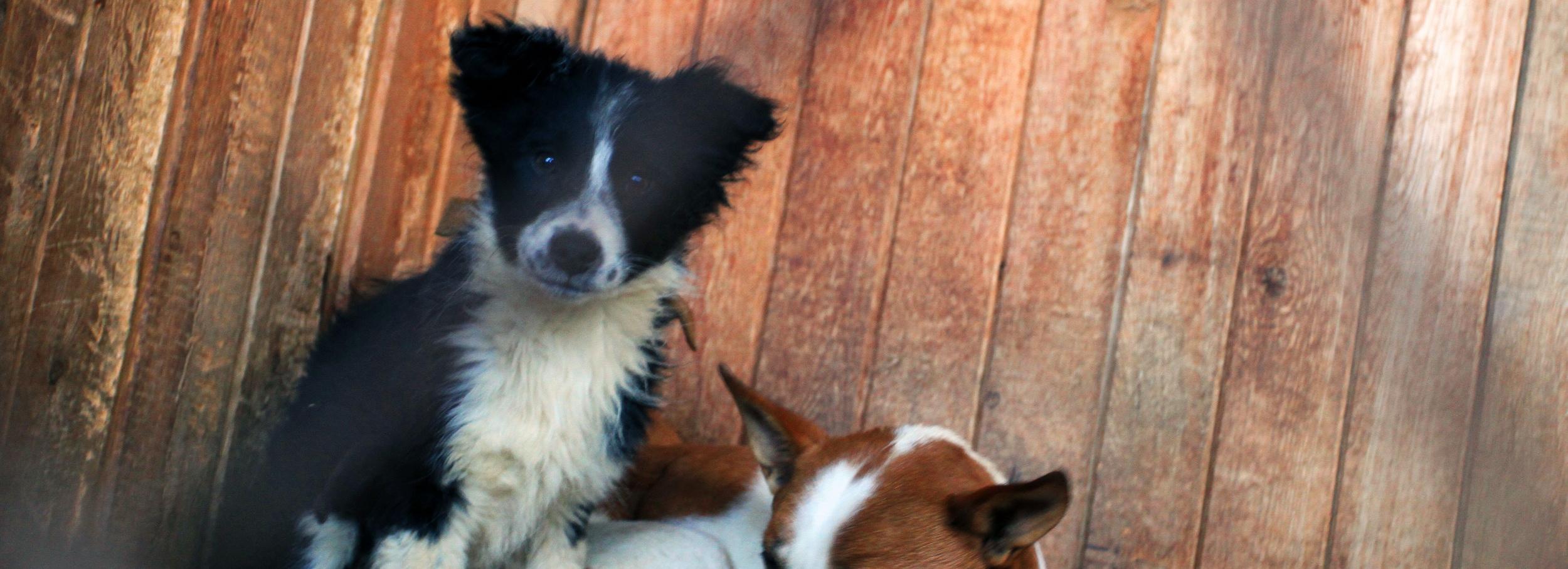 Усыплять или нет: итоги опроса об эвтаназии собак подвели в Новосибирске