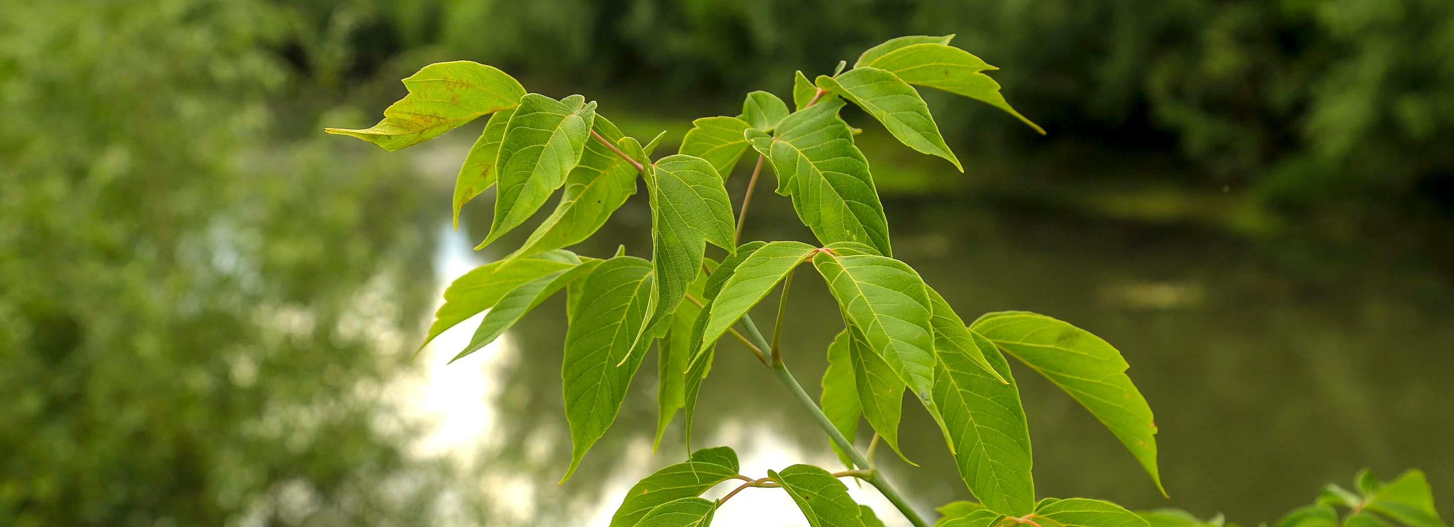 В Новосибирске набирают волонтёров для голосования за обустройство парков