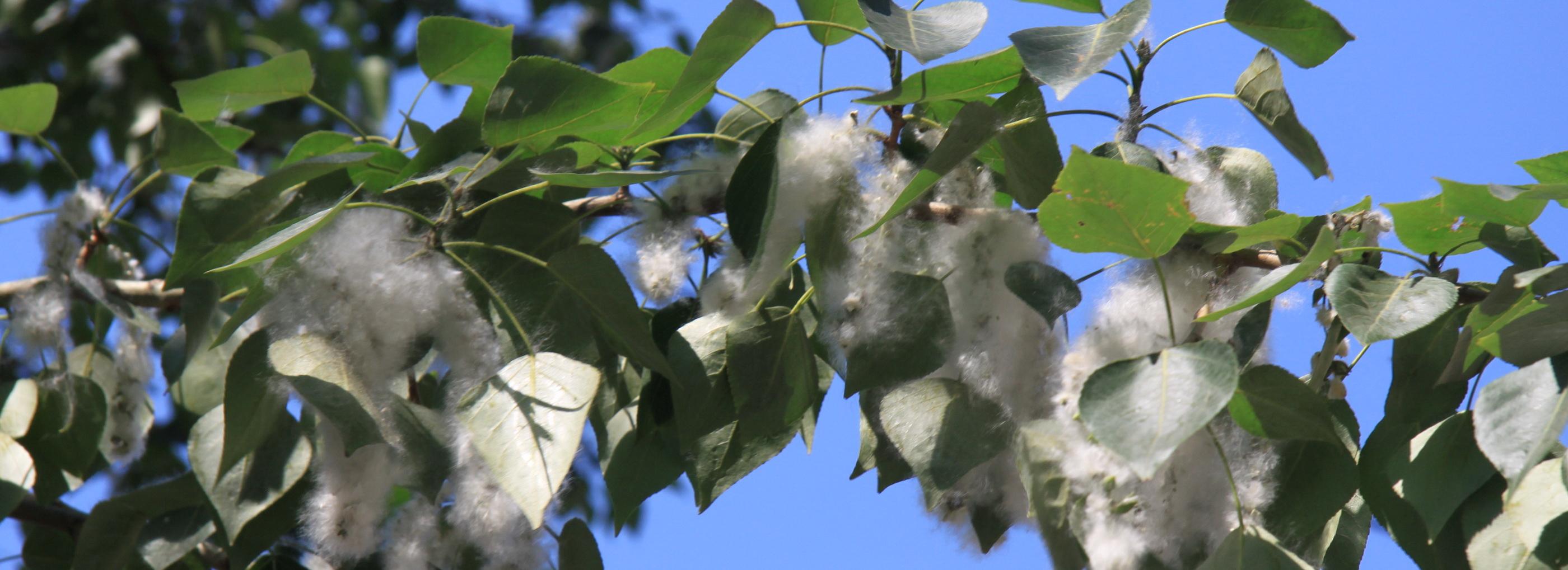 Аллергикам приготовиться: тополиный пух полетел в Новосибирске