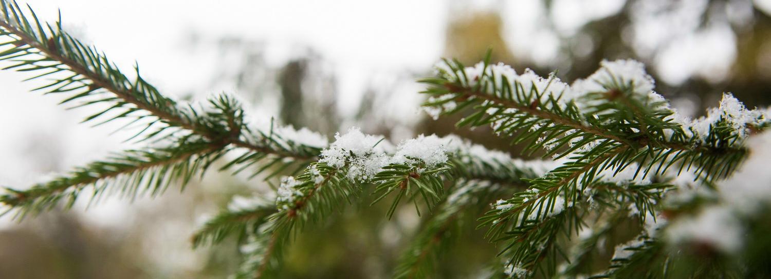 Череда циклонов с запада припорошит снегом Новосибирск