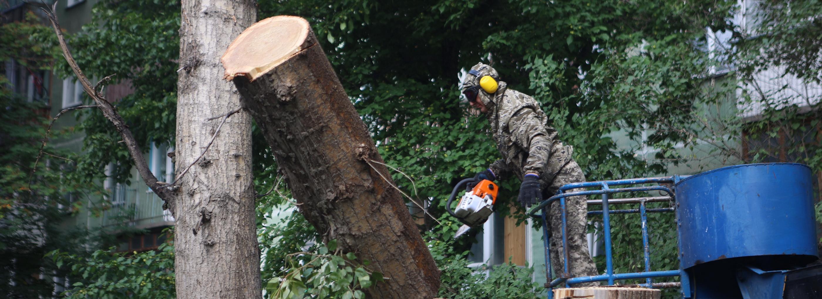 25 дворов Дзержинки избавились от аварийных деревьев