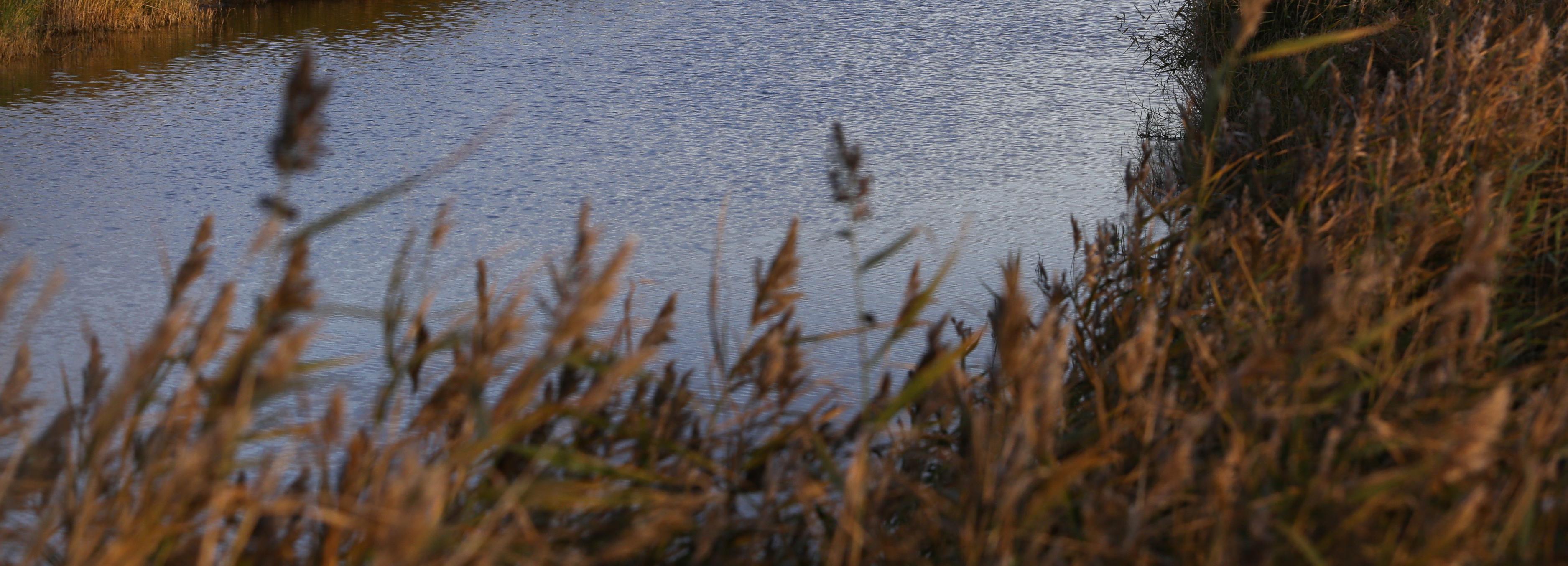 Озеро Хомутина в Новосибирской области расчистят к 2028 году