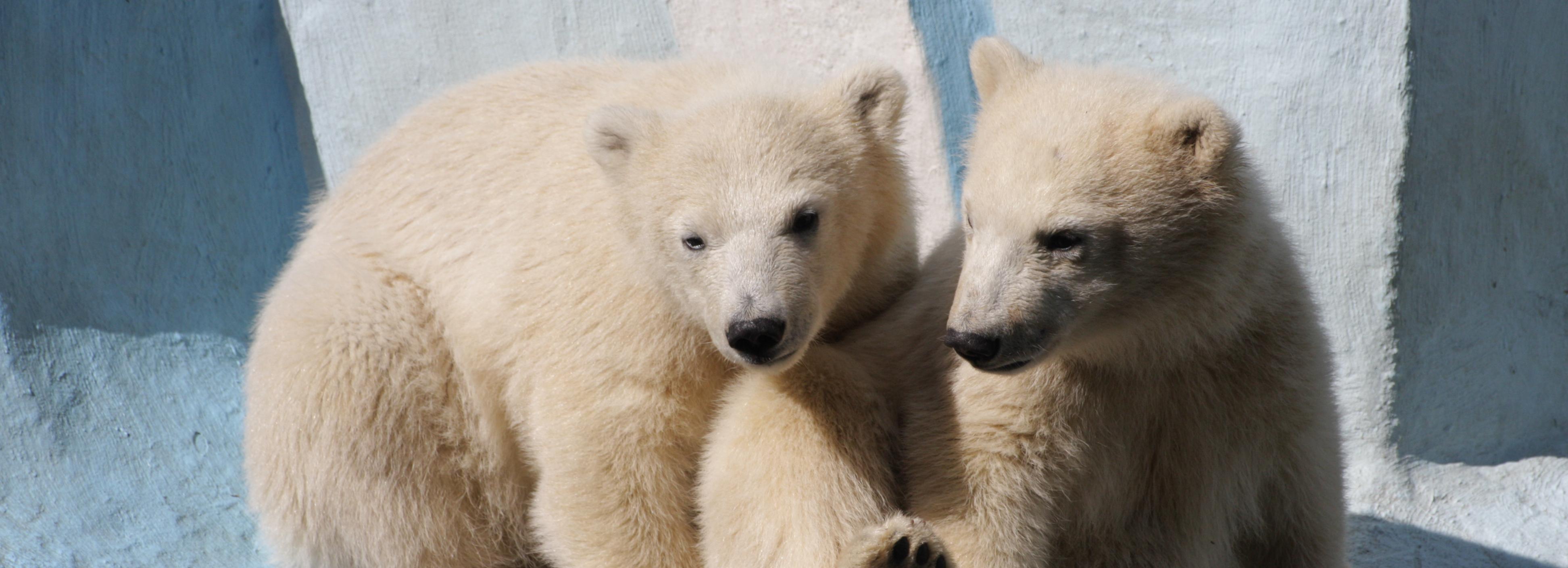 Зачем белым мишкам кабачки — и поиграли, и подкрепились: смотрим видео