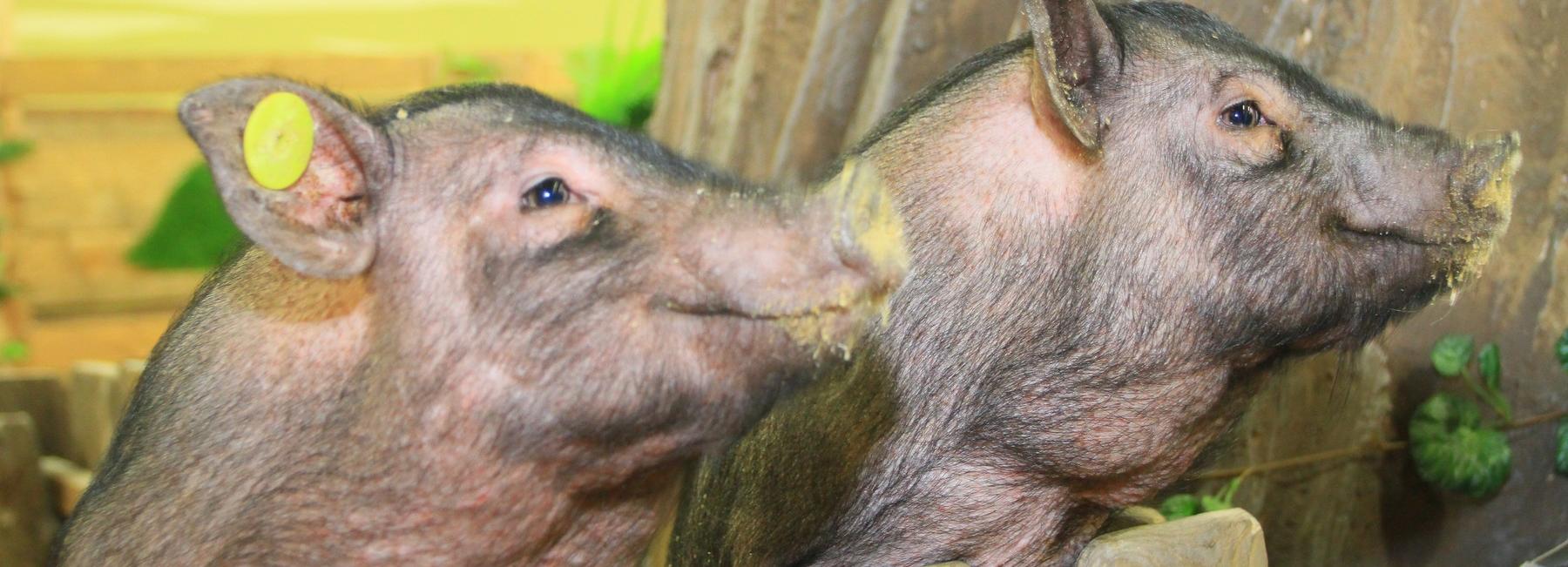 Возможные источники плохого запаха в Новосибирске назвали депутаты