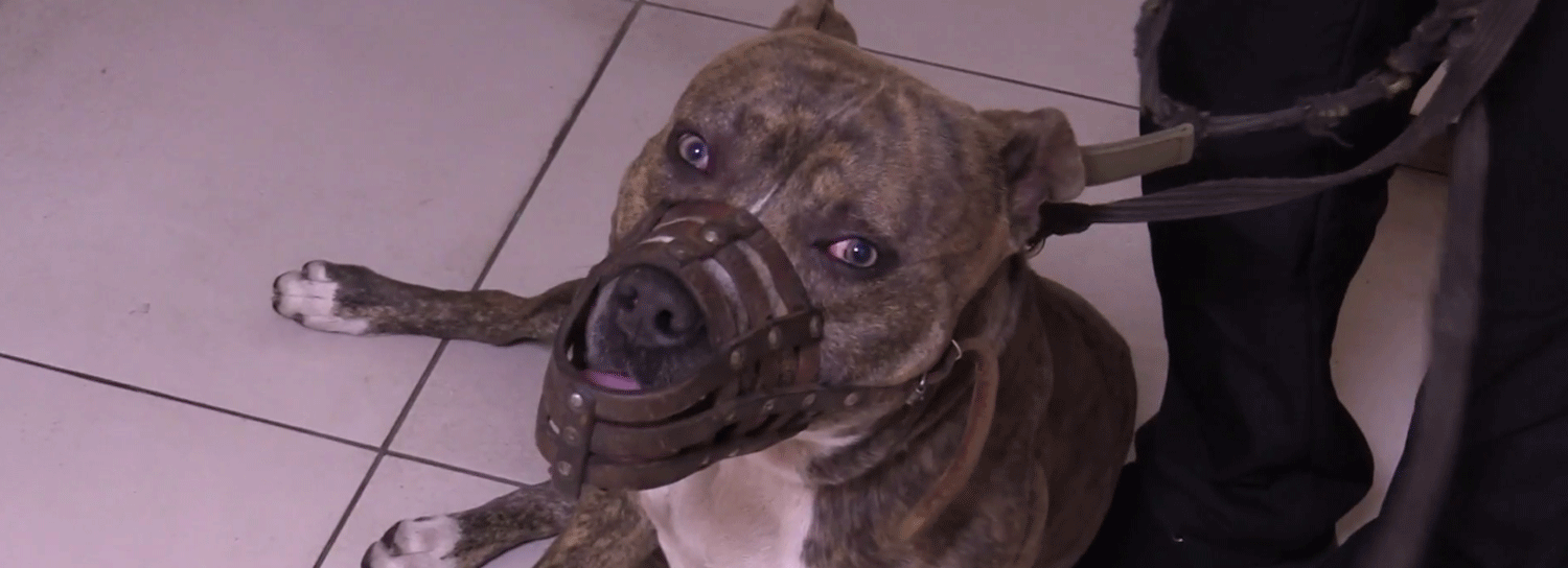 Стаффордширского терьера украли со станции Речной вокзал в Новосибирске