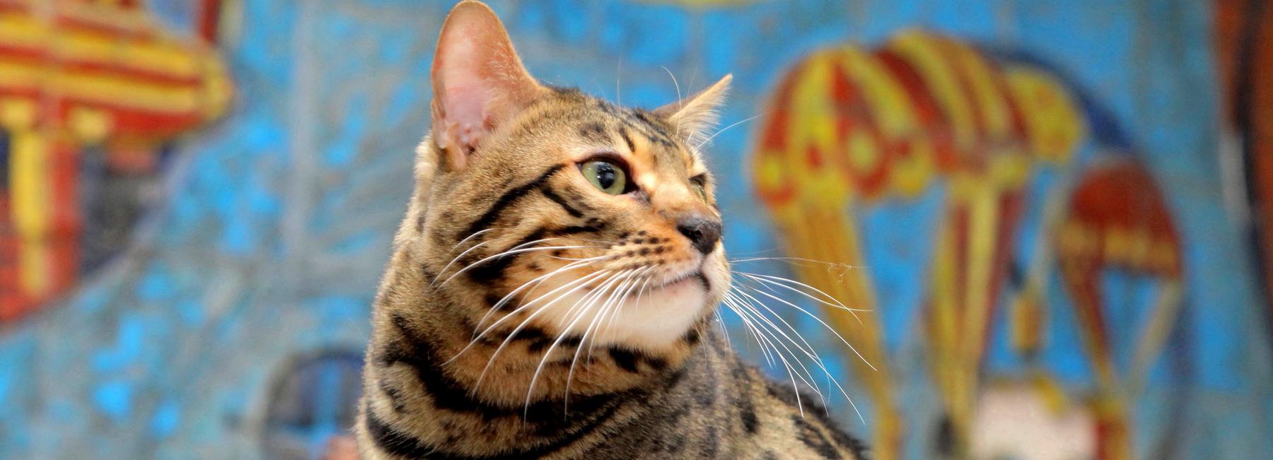 Усы котов и лис стали продавать на Avito в Новосибирске