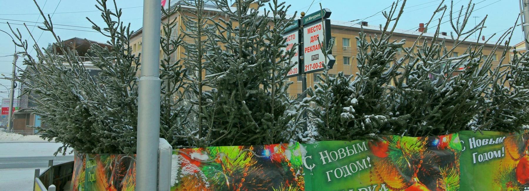 Первые ёлочные базары в Новосибирске: сколько стоит дерево