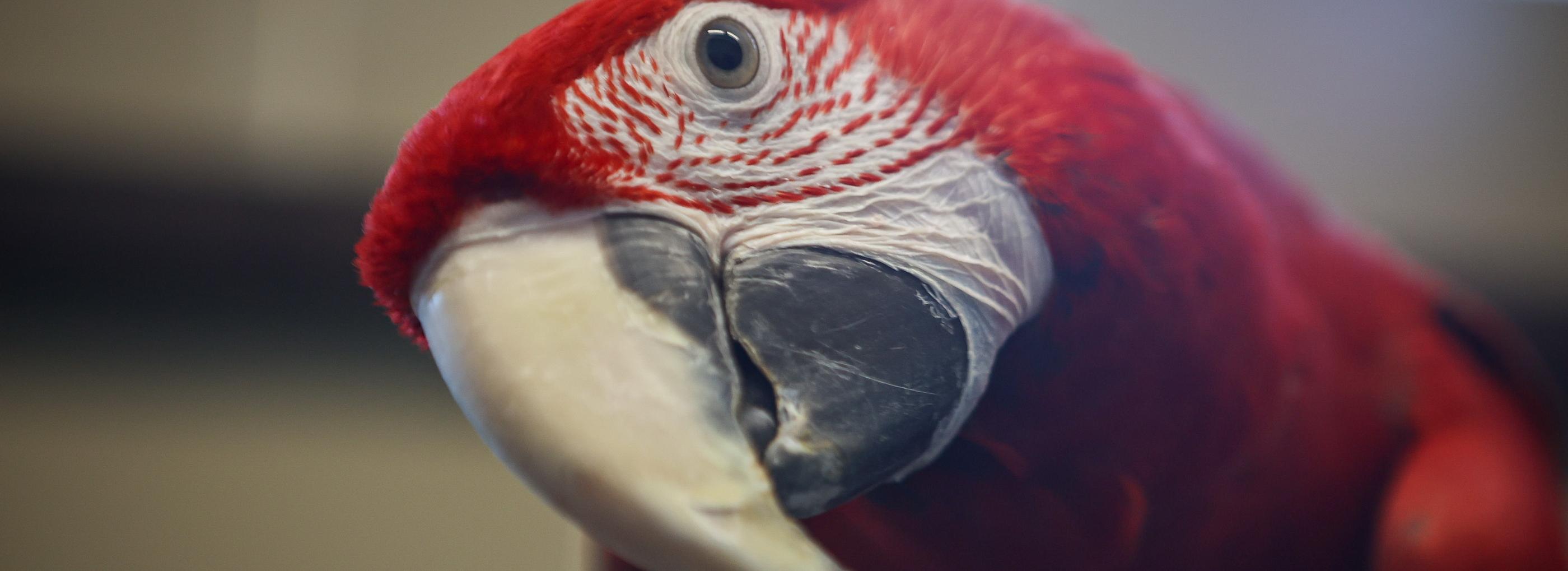 Крылья, ноги и хвосты: артисты цирка Запашного рассказали о своих трюках