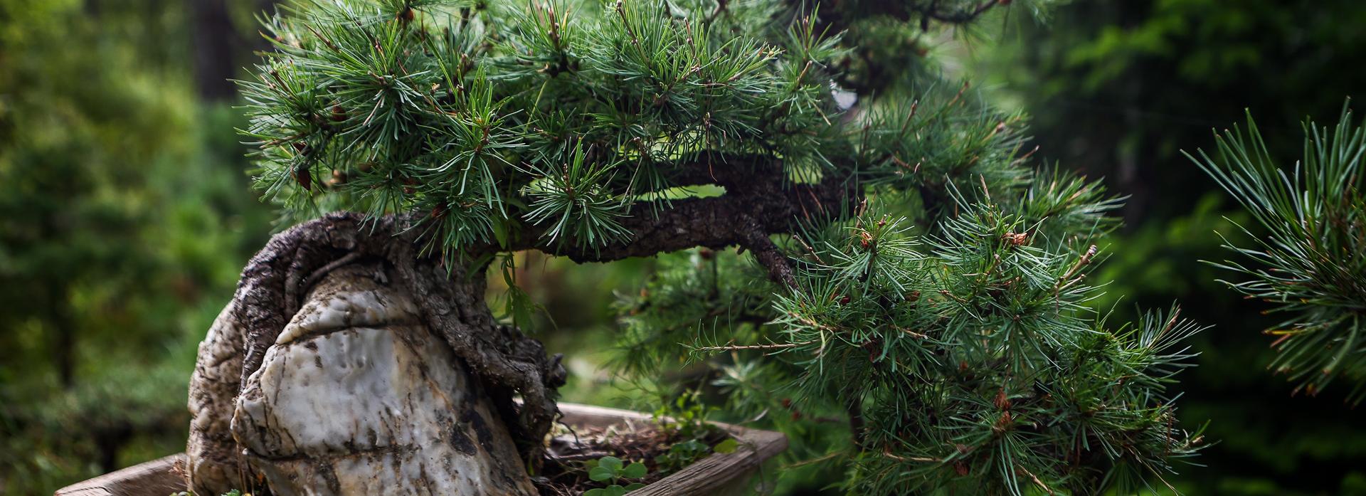 Парк Бонсай: прогулка по сказочному лесу в ботсаду Академгородка