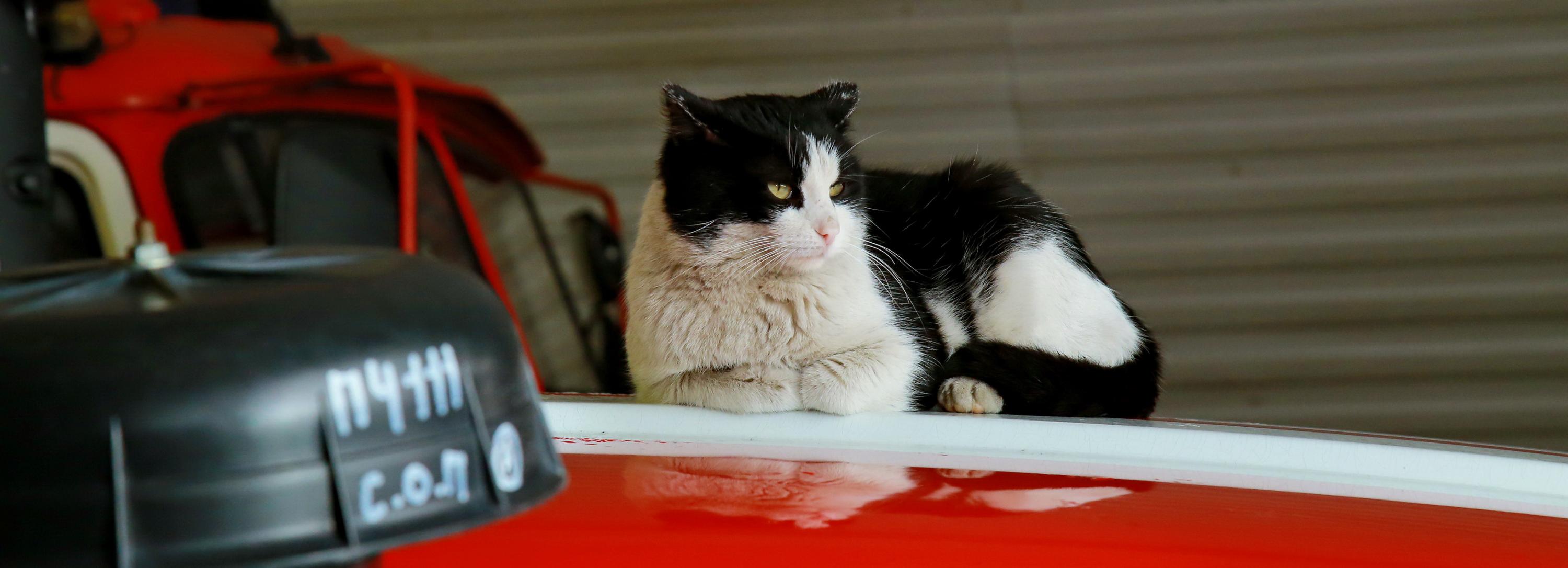 Знаменитый талисман пожарных кот Гидрант умер под Новосибирском