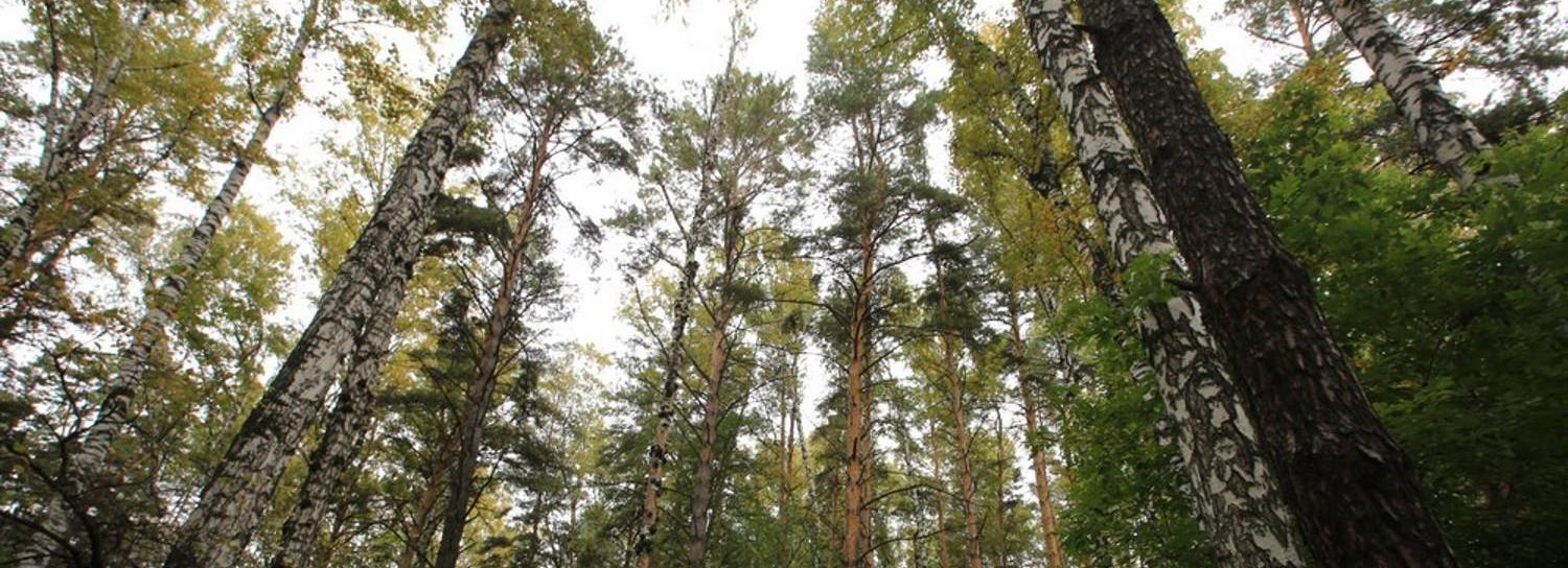 В Детском парке на Первомайке спилят агрессивные деревья