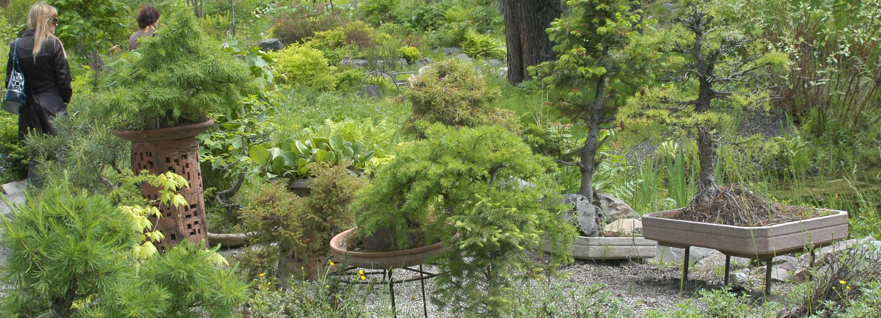 Вымершую «панду растительного царства» нашли в Новосибирской области