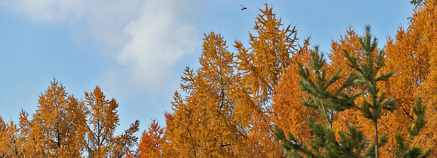 Сентябрь попрощается с новосибирцами 16-градусным теплом