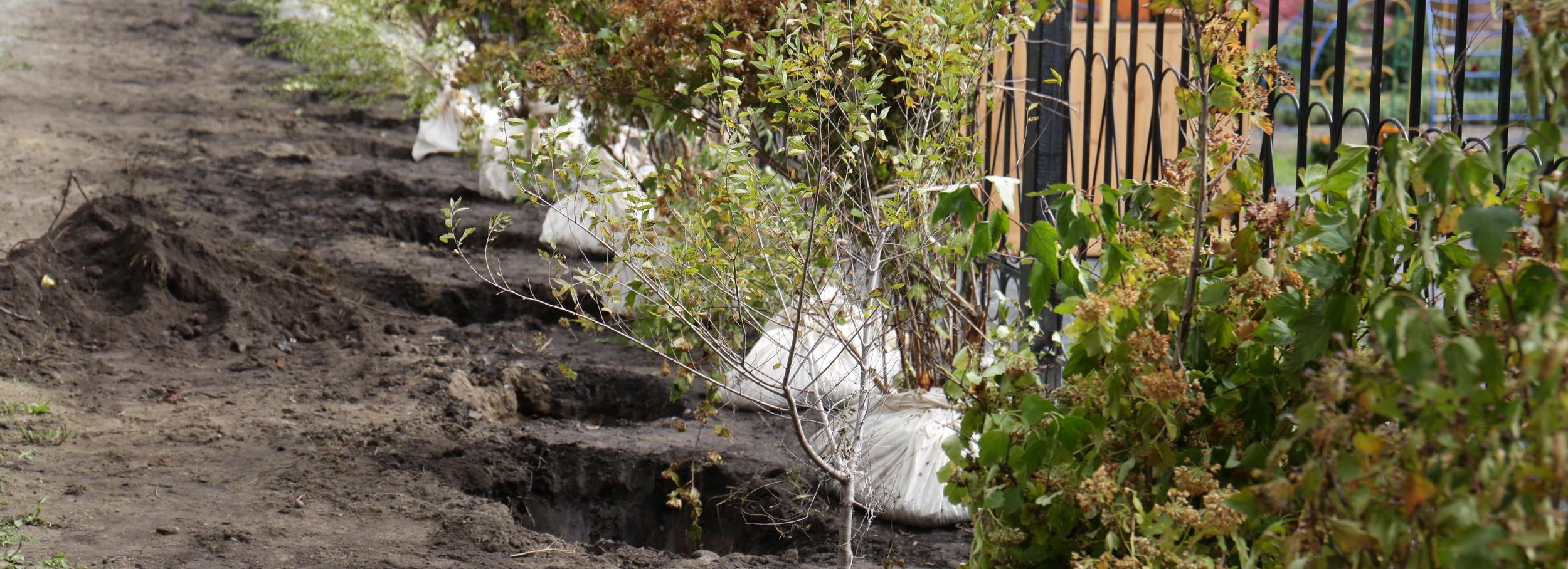 Шумозащитную аллею из берёз и пузыреплодника высадили на Родниках