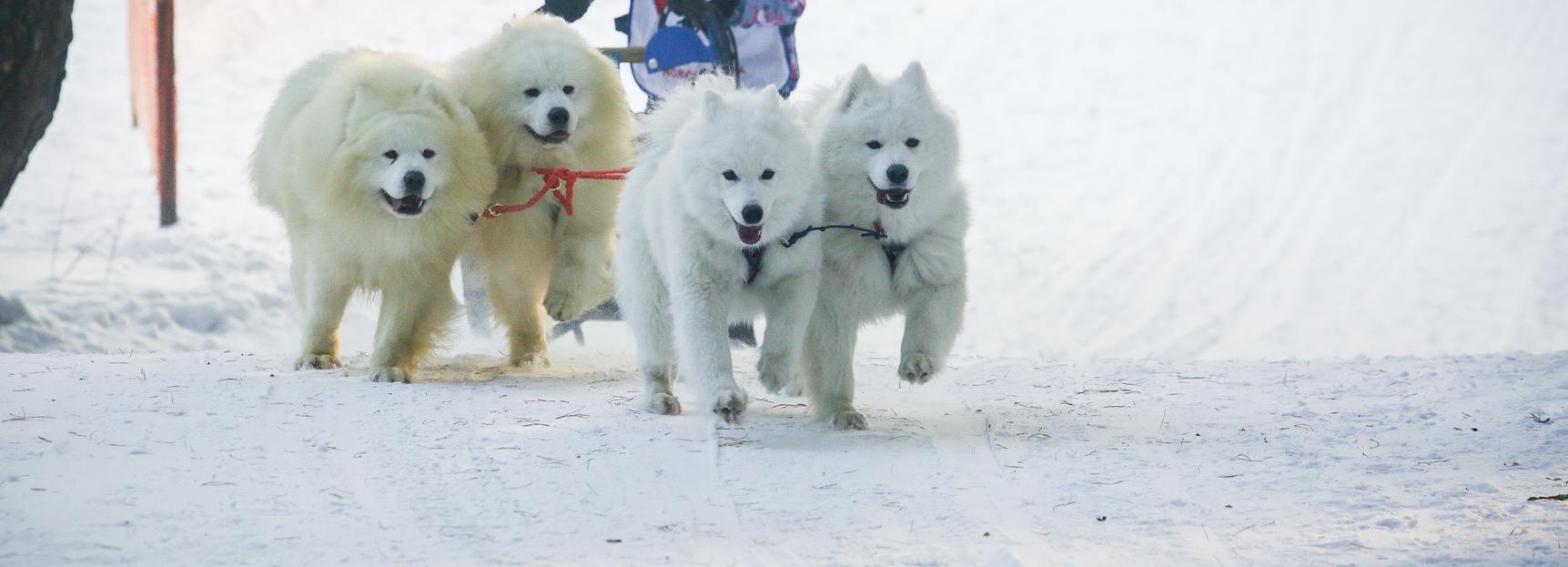 Начнём год с милоты: новосибирцев зовут на Рождественский заезд на собаках