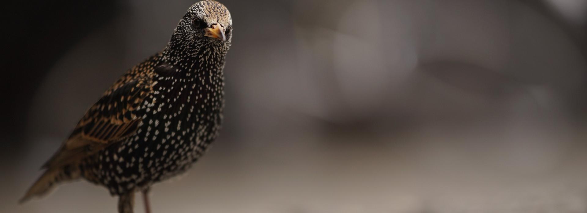 Когда в Новосибирск вернутся скворцы — прогноз орнитолога