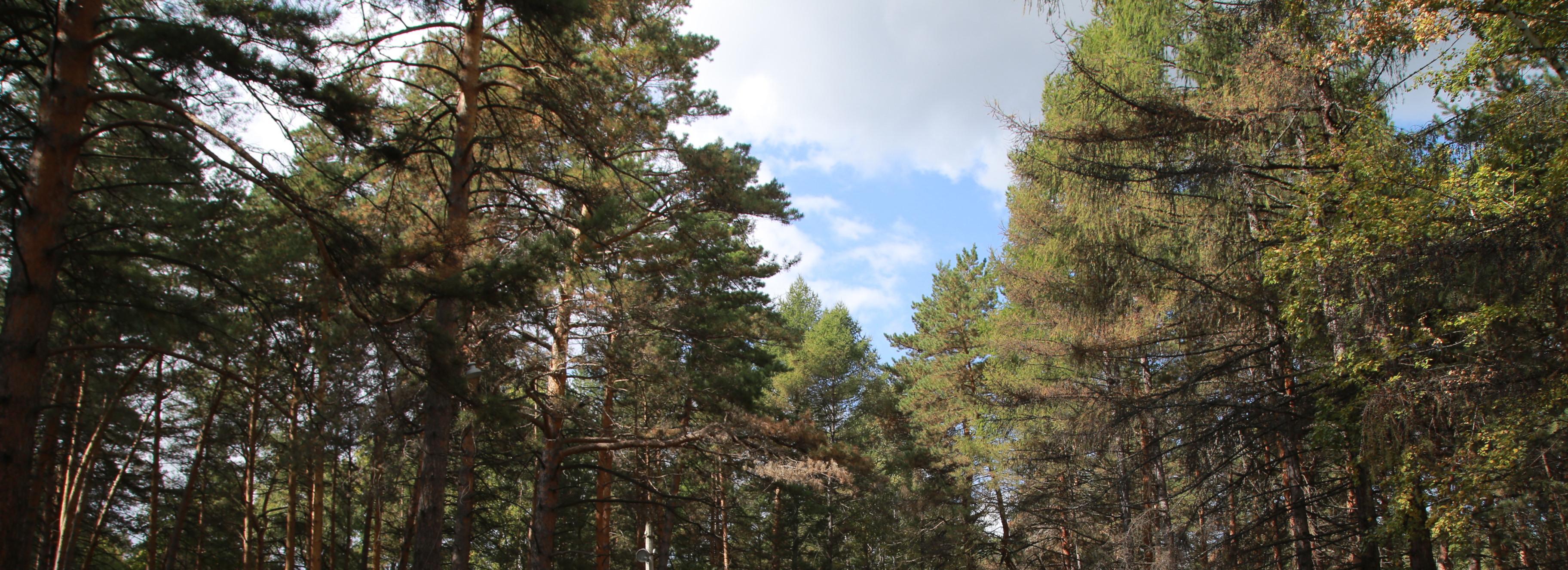 Аварийные деревья рубят в лесу у Дачного шоссе