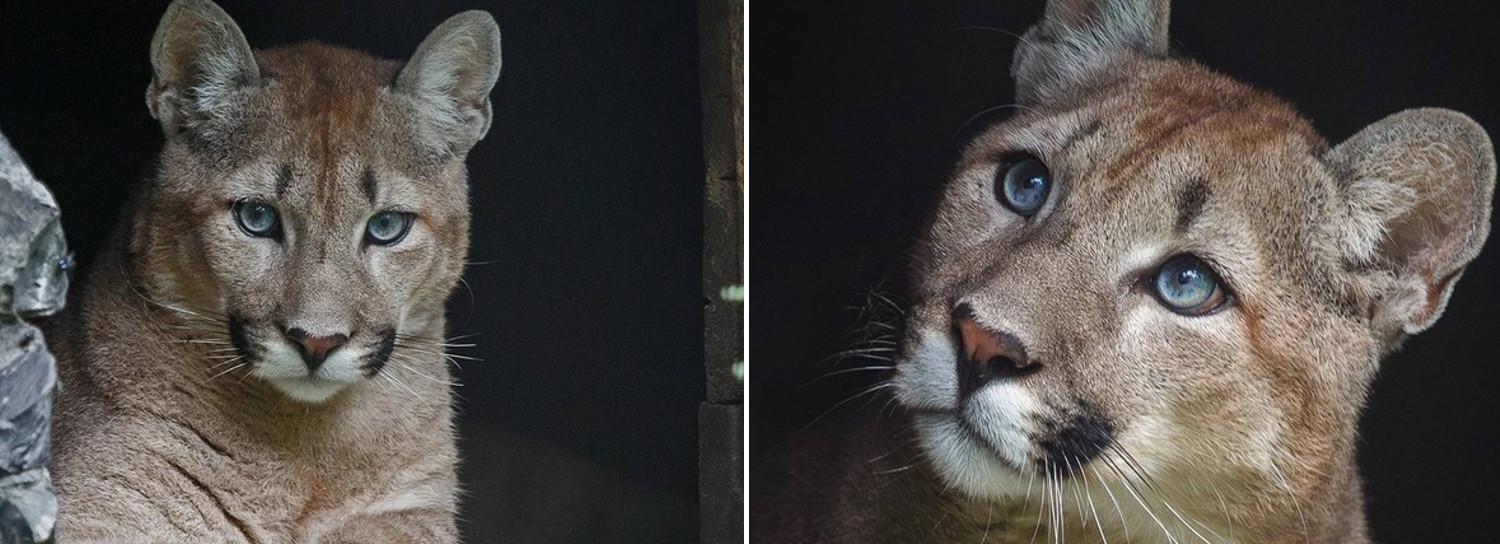 Молодую и любопытную пуму привезли в Новосибирский зоопарк