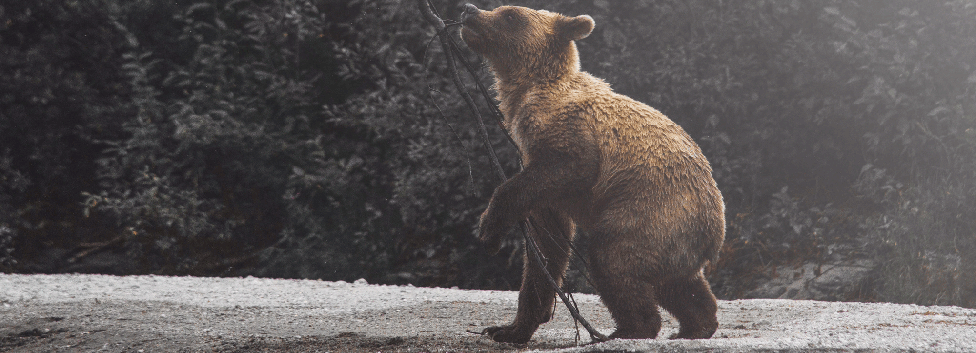Детёныша разодравшей барана медведицы «спасают» в Новосибирской области