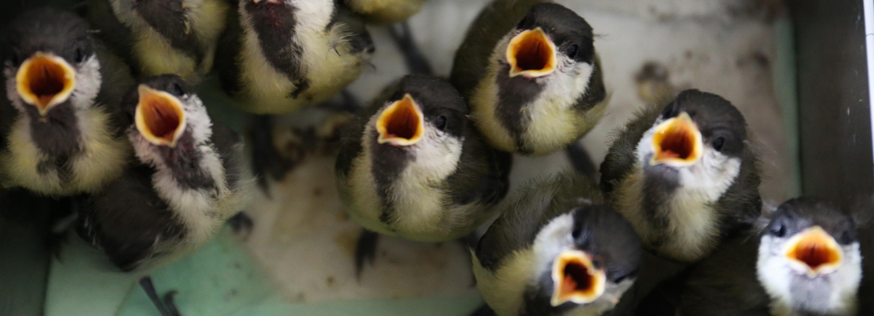 Зимнее меню для пернатых: чем кормить воробьёв и синиц в морозы