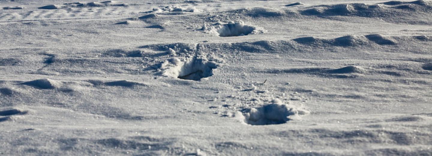 Косуля разгуливает по огородам возле Бугринской рощи