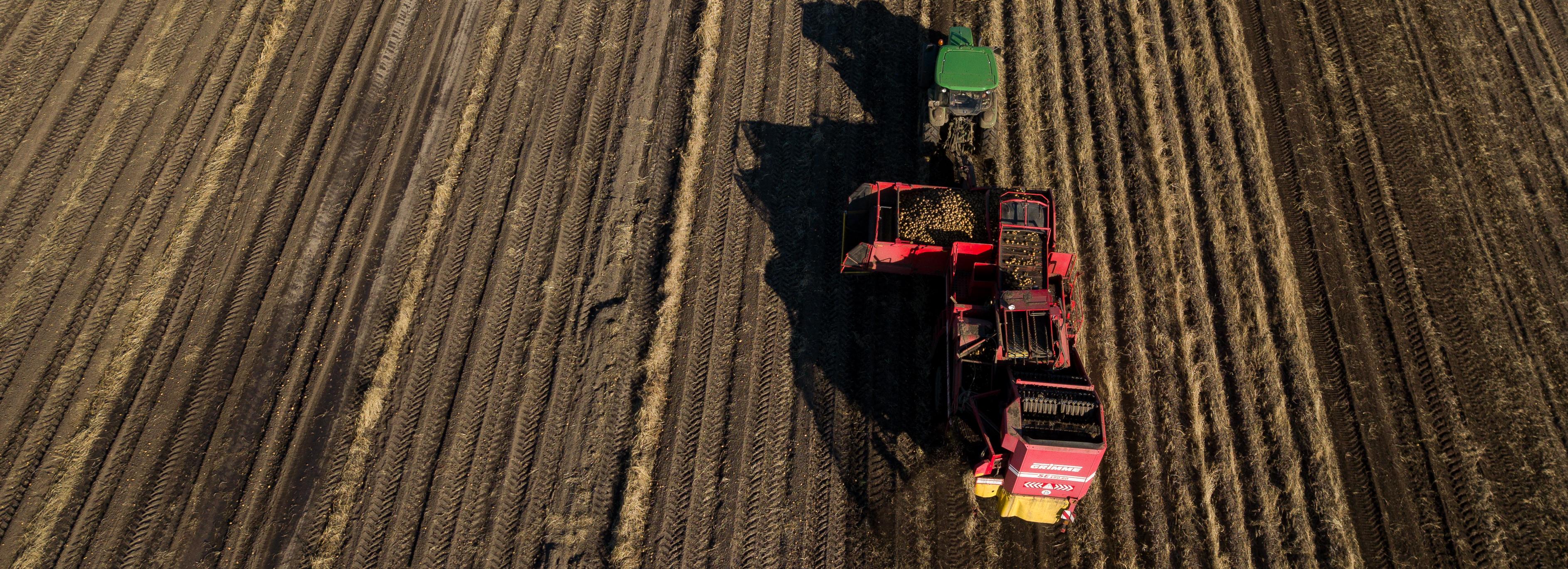 Картошку на полях под Новосибирском «копает» уникальный комбайн