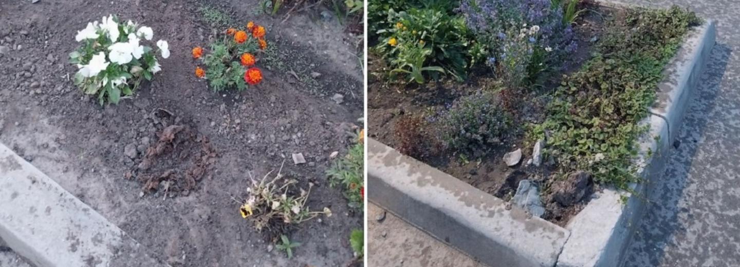 «Перерыл как крот»: водитель седана ворует астры с клумб в Новосибирске