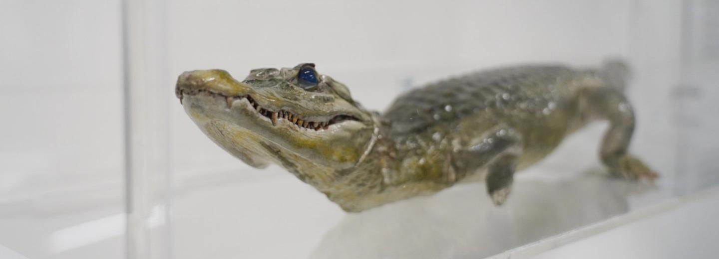 Новое место для крокодила Лаврентьева подготовили в музее физматшколы НГУ