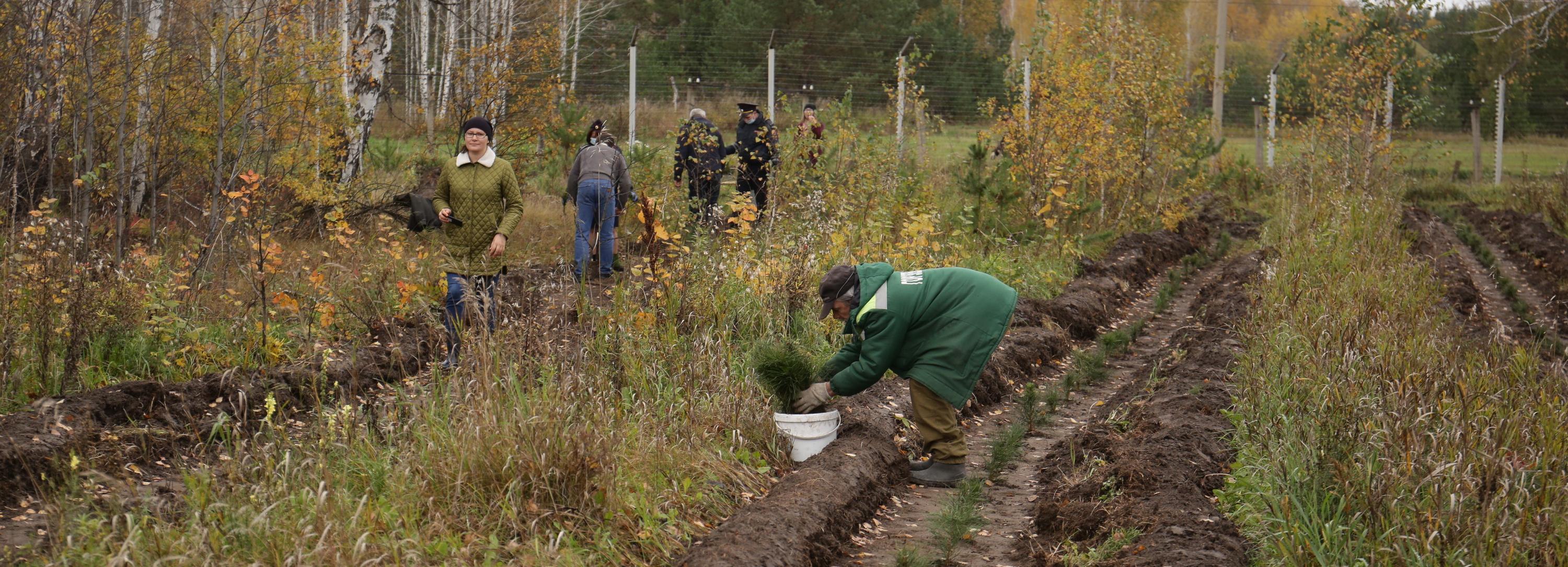 Новосибирцев зовут сажать лес вблизи деревни Евсино