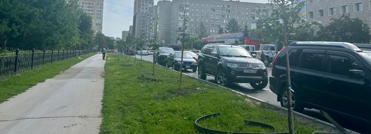 Неизвестные сломали молодые липы у Центрального парка в Новосибирске