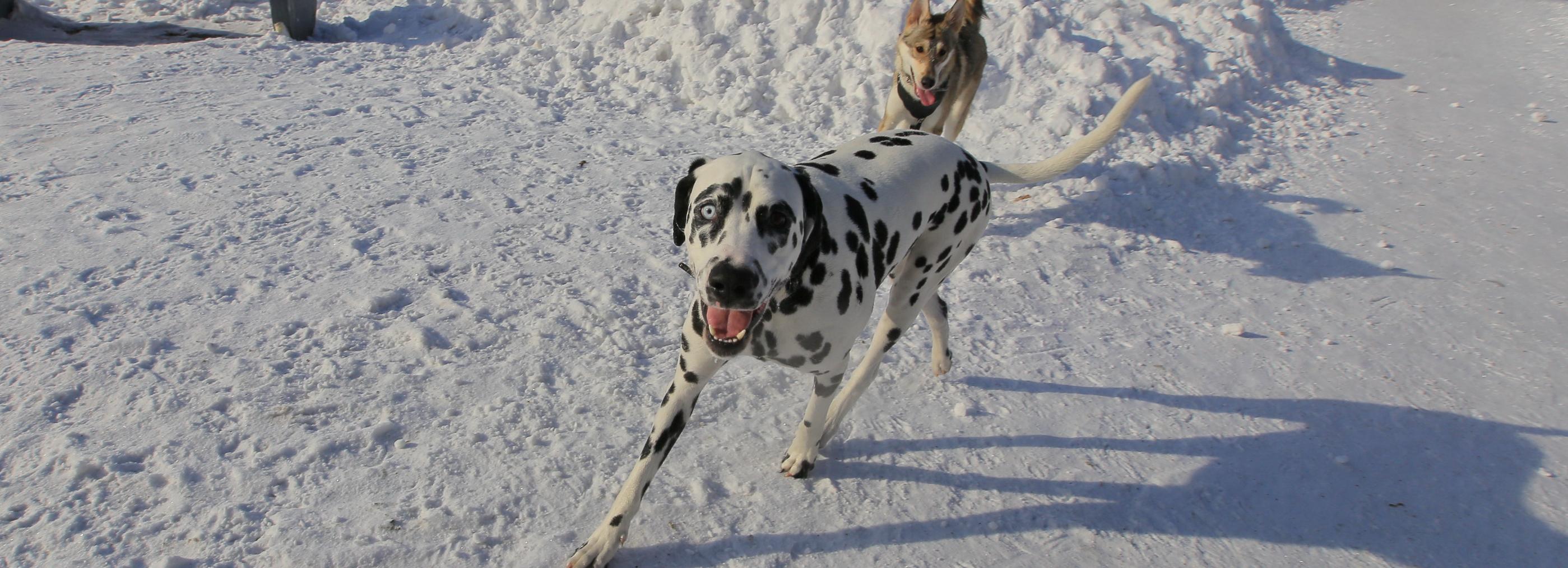 Стая бродячих собак напала на пенсионерку у остановки «Чемской бор»
