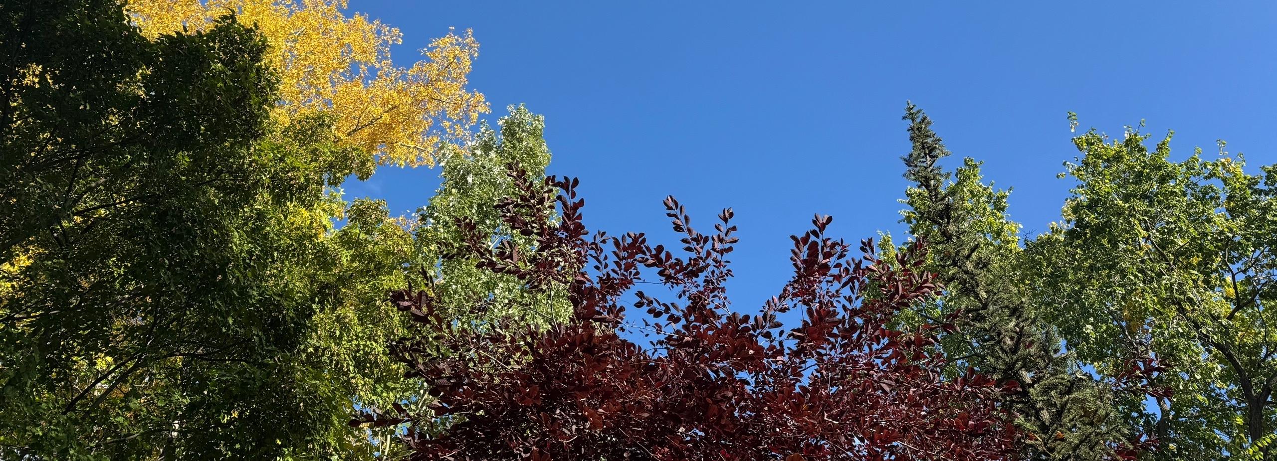 Астрономическая осень наступит в Новосибирске на следующей неделе