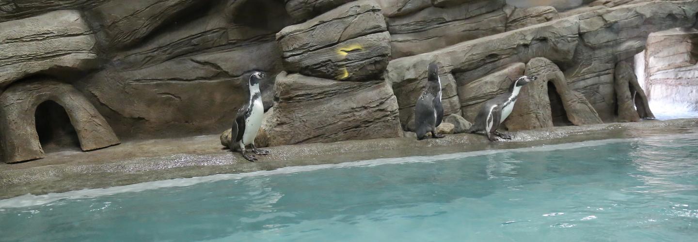 Новосибирский зоопарк начнёт продажу билетов в кассах с 10 июля