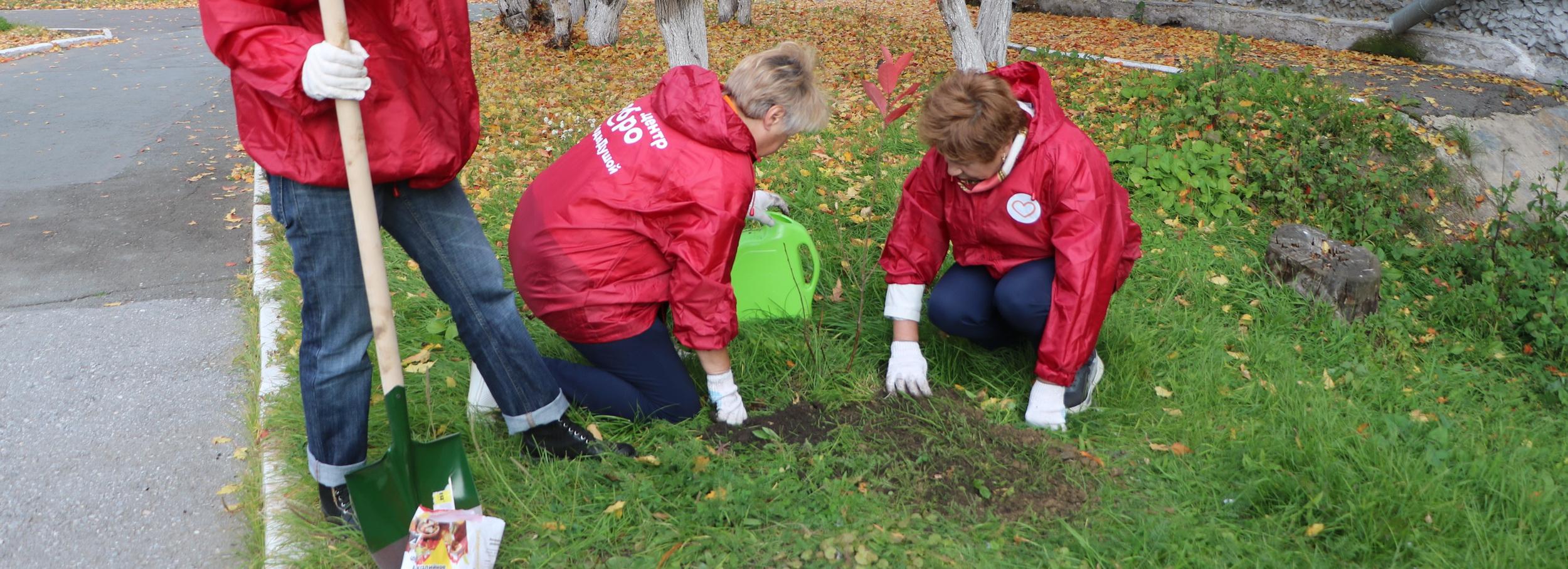 Серебряные волонтёры высадили яблоневую аллею в Новосибирске