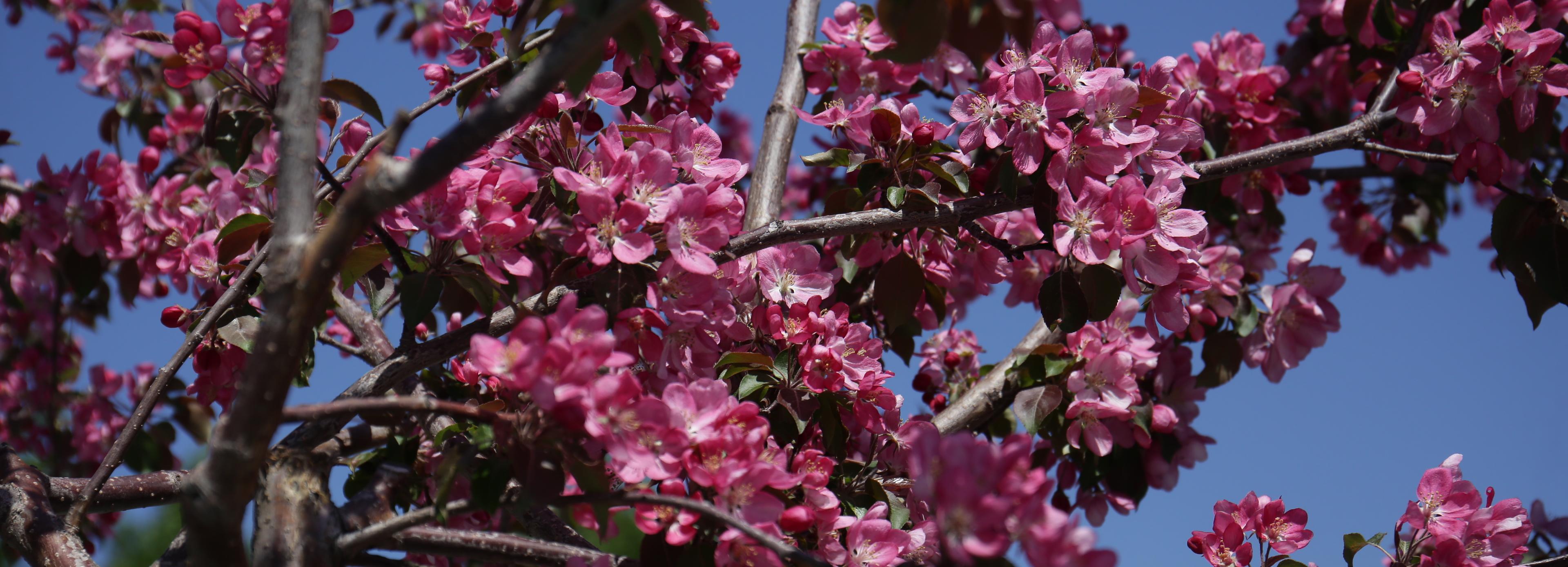 Клоны яблонь с Михайловской набережной вырастили в Новосибирске