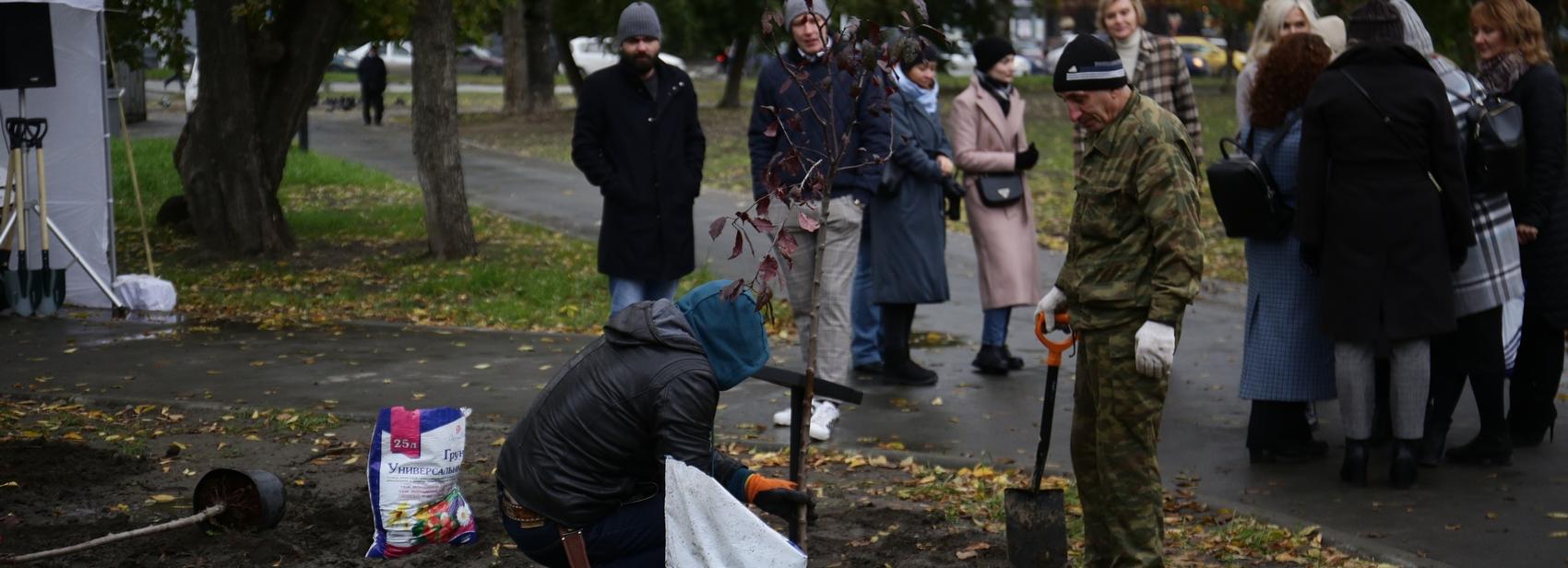 У оперного театра высадили яблони с пурпурными листьями