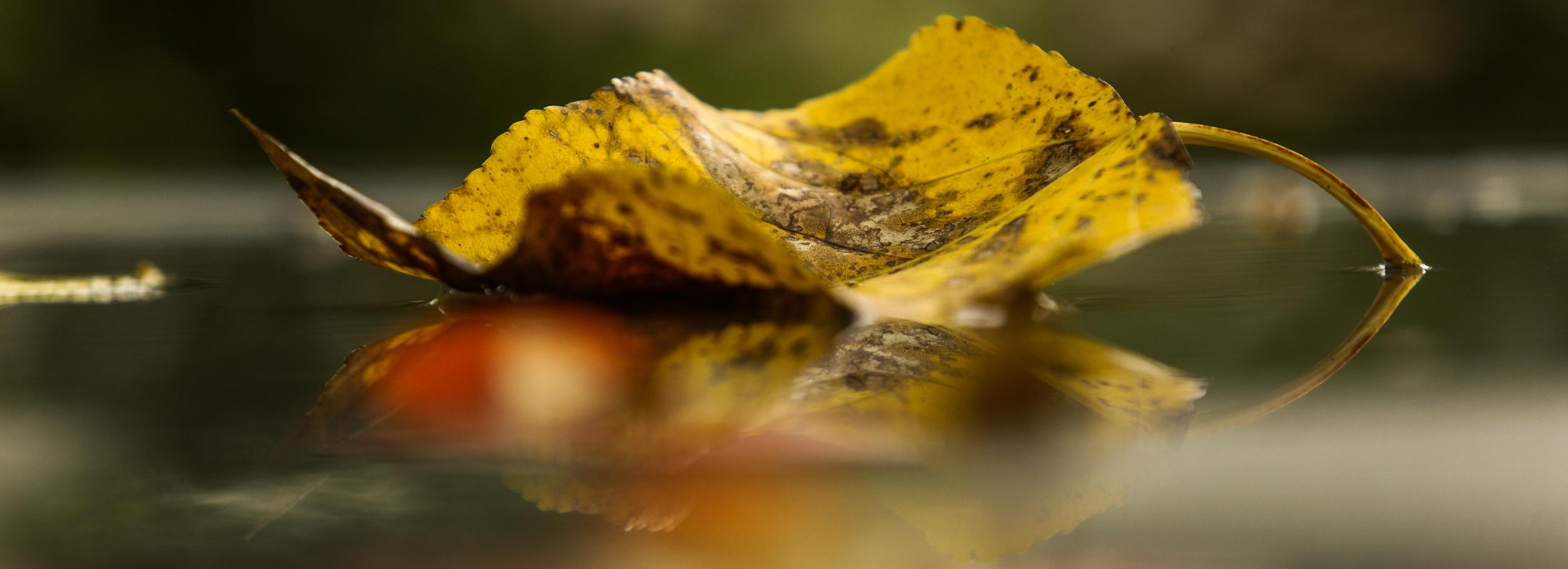 Потепление до +15 градусов придёт в Новосибирск в октябре