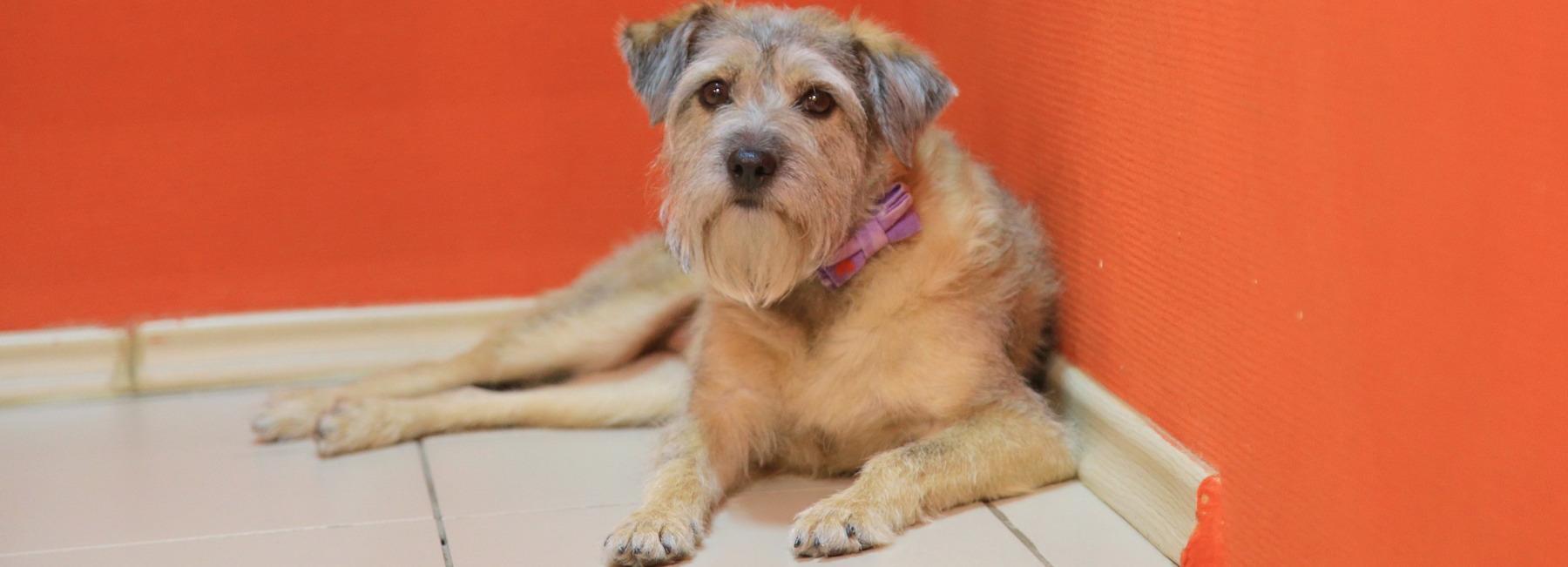 Новосибирское пёсокафе Dog House закрывают — семьи ищут для пяти собак